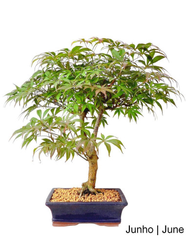 Luso Bonsai | Acer Palmatum Atropureum Bonsai de 12 ans