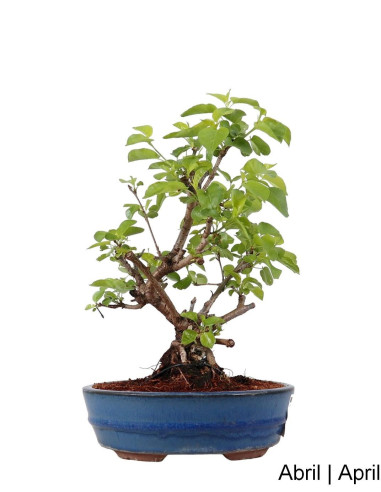 Prunus Mahaleb Bonsai 2014 | Luso Bonsai