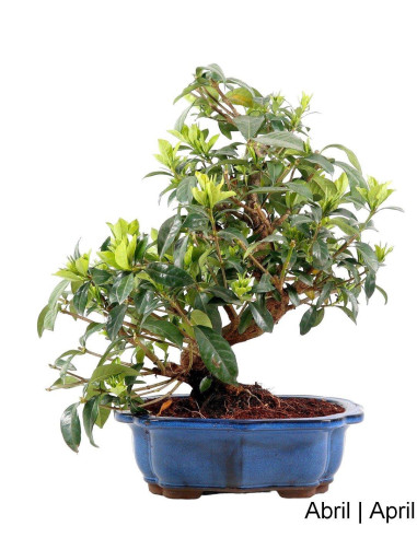 Gardenia Bonsái de 1998 | Luso Bonsai