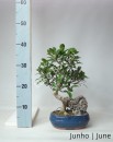 Ficus Retusa Tiger Bark Bonsai de 9 anos