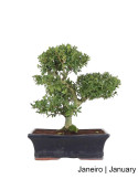 Ilex Crenata Bonsai de 12 anos
