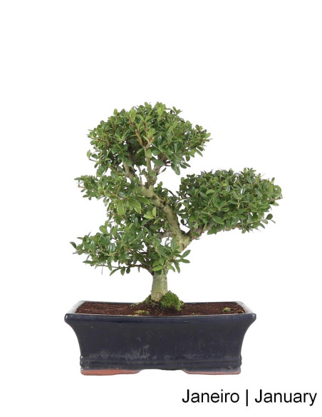 Ilex Crenata Bonsai de 12 anos
