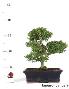Ilex Crenata Bonsai di 12 anni 2