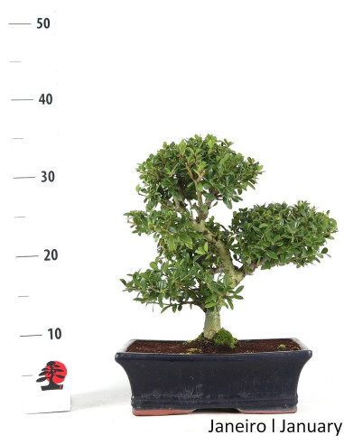 Ilex Crenata Bonsai de 12 anos