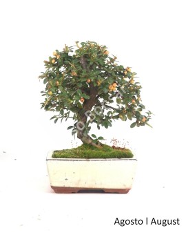 Cotoneaster Coral Beauty 7 anos