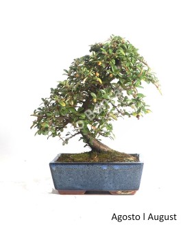 Cotoneaster Coral Beauty 9 anos