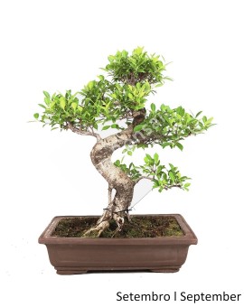 Ficus Retusa Tiger Bark Bonsai de 27 anos