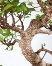 Ficus Retusa Tiger Bark Bonsai de 32 anos