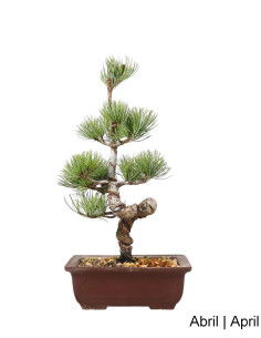 Pinheiro Pentaphylla Bonsai di 19 anni