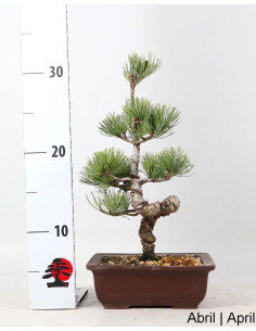 Pinheiro Pentaphylla Bonsai von 19 Jahren 2
