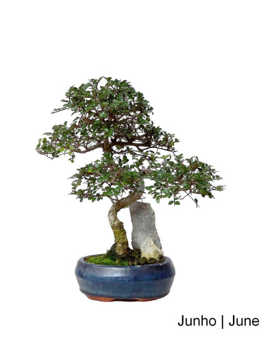 Bonsaï d'orme de 7 ans | Luso Bonsai