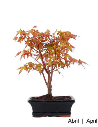 Luso Bonsai | Acer Palmatum SPP Bonsai of 7 Years