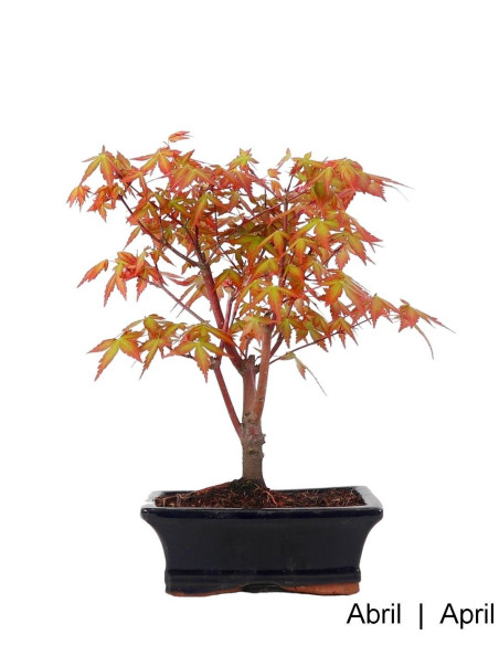 Acer Palmatum SPP Bonsai de 7 Años