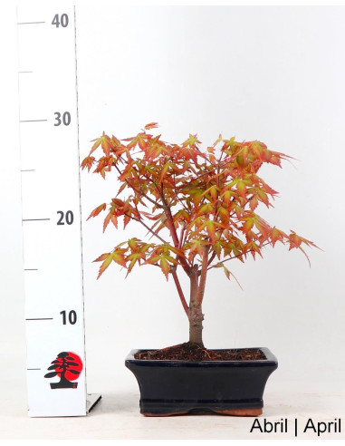Acer Palmatum SPP Bonsai de 7 Años