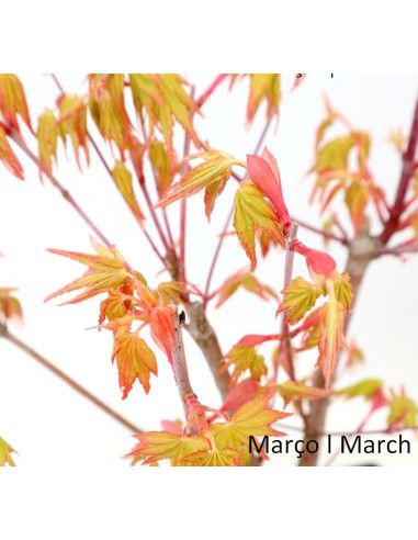Acer Palmatum SPP Bonsai de 7 Años
