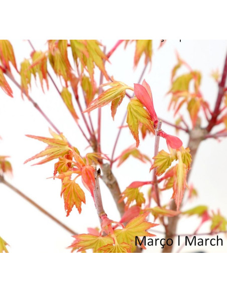 Acer Palmatum SPP Bonsai de 7 Años