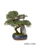 Ulmeiro Bonsai de 9 anos