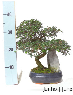dracaena godseffiana Dracaena godseffiana Silver  Tropical indoor plant  Monjungle