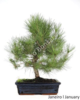 Pinus Halepensis 17 anos