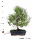 Pinus Halepensis 17 anos