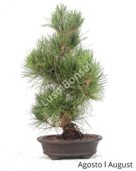 Pinus Thumbergii 31 anos