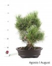 Pinus Thumbergii 31 anos