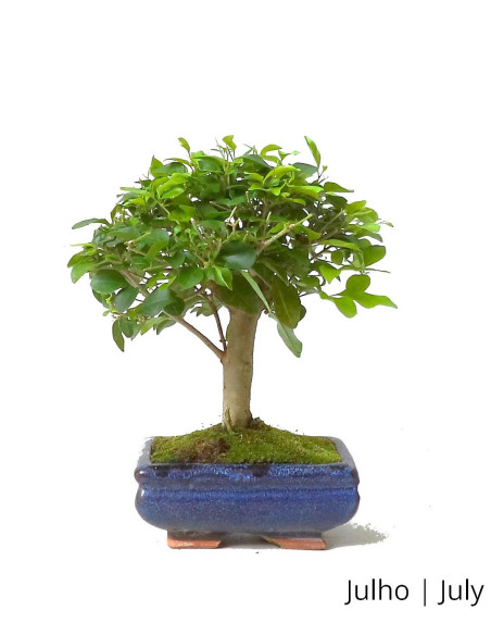 Ligustrum Bonsai de 5 Años