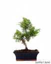 Juniperus Itoigawa 9 anos