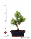 Juniperus Itoigawa 9 anos