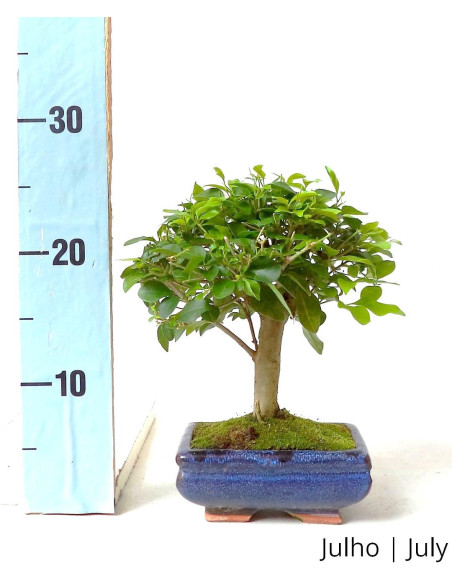 Ligustrum Bonsai von 5 Jahren