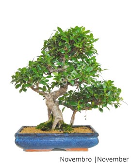 Ficus Retusa 19 anos