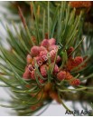 Pinus Pentaphyla 19 anos