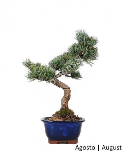 Pinus Pentaphyla 19 anos