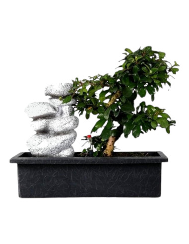 Carmona Bonsai de 7 años c/Cascada y "Easy Care" Zen