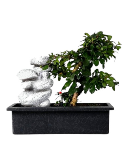 Carmona Bonsai 7 Jahre alt m/Cascata und "Easy Care" Zen