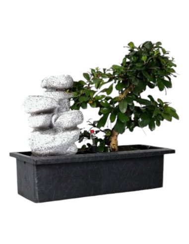 Carmona Bonsai de 7 años c/Cascada y "Easy Care" Zen