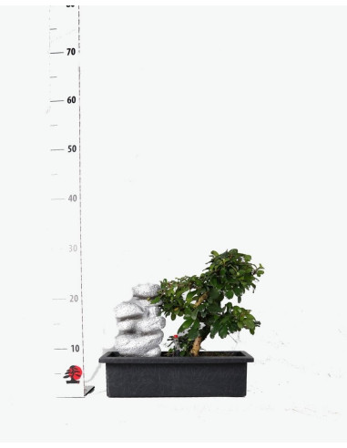 Carmona Bonsai de 7 años c/Cascada y "Easy Care" Zen