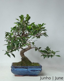 Ficus Retusa 8 anos