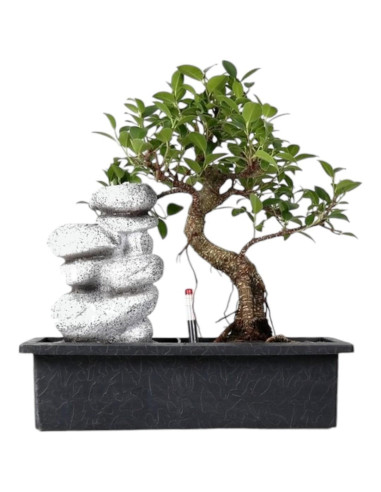 Ficus Bonsai de 7 ans/Cascade et "Easy Care" Zen | Luso Bonsai