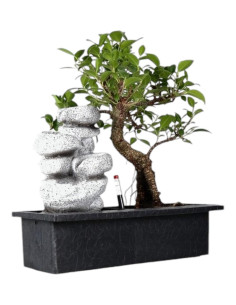 Ficus Bonsai de 7 años c/Cascada y "Easy Care" Zen 2
