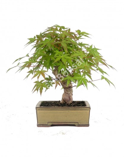 Acer Palmatum spp 27 anos