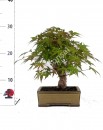 Acer Palmatum spp 27 anos