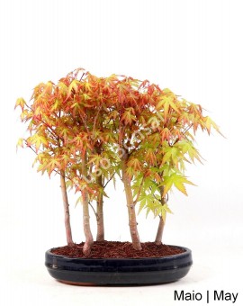 Acer Palmatum spp 15 anos