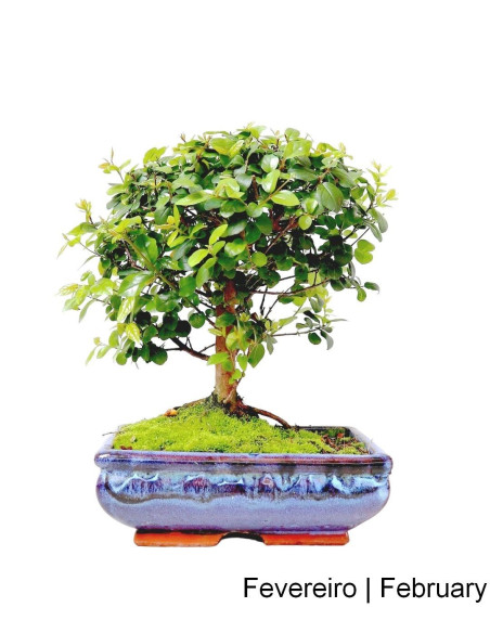 Sageretia Bonsai de 7 Anos
