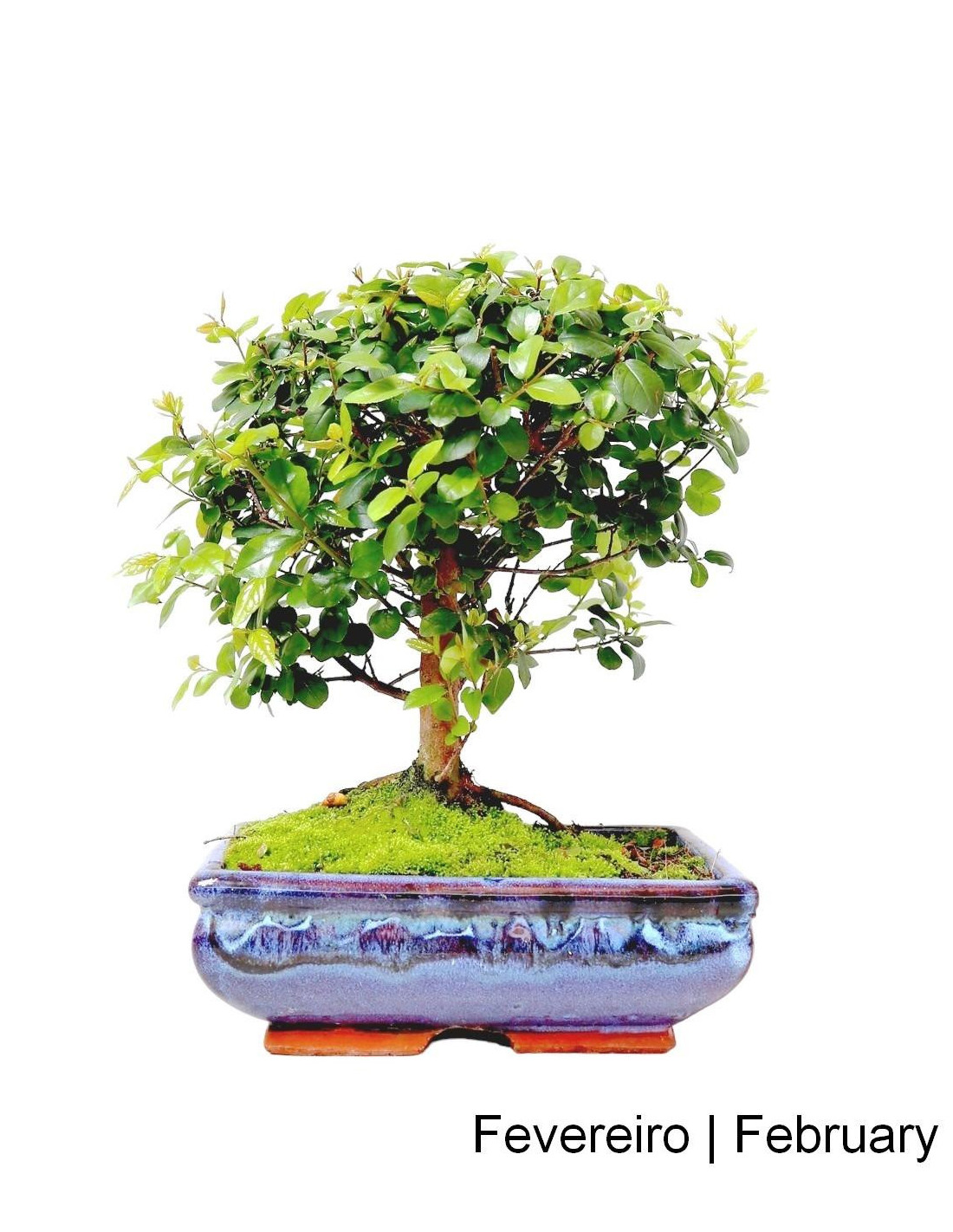 Sageretia Bonsai von 7 Jahren