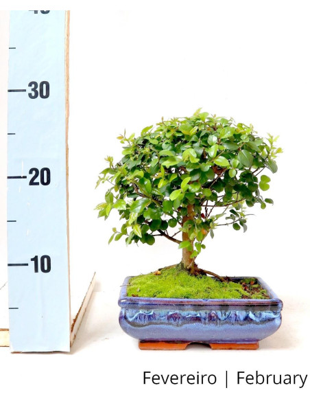 Sageretia Bonsai de 7 Anos