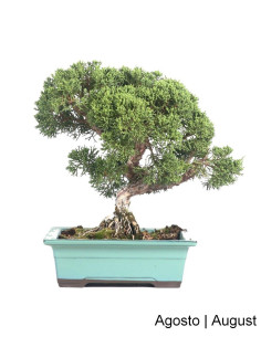 Bonsai di Ginepro Itoigawa di 23 anni