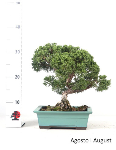 23-year-old Juniperus Itoigawa Bonsai