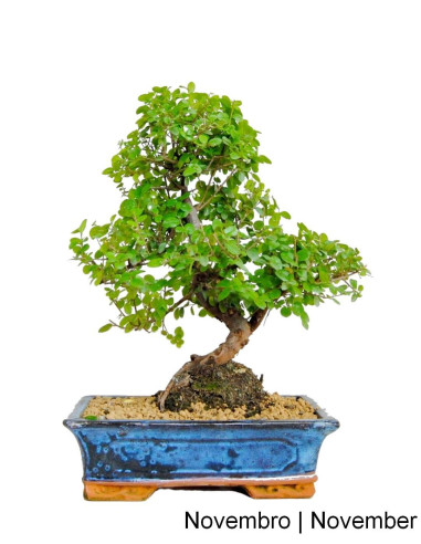 Sageretia Bonsai de 17 Anos