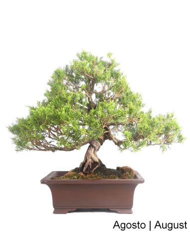 Luso Bonsai | Juniperus Itoigawa Bonsai de 57 ans